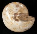 Polished Fossil Snail (Pleurotomaria) #13185-1